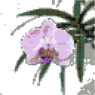 垂叶兰花