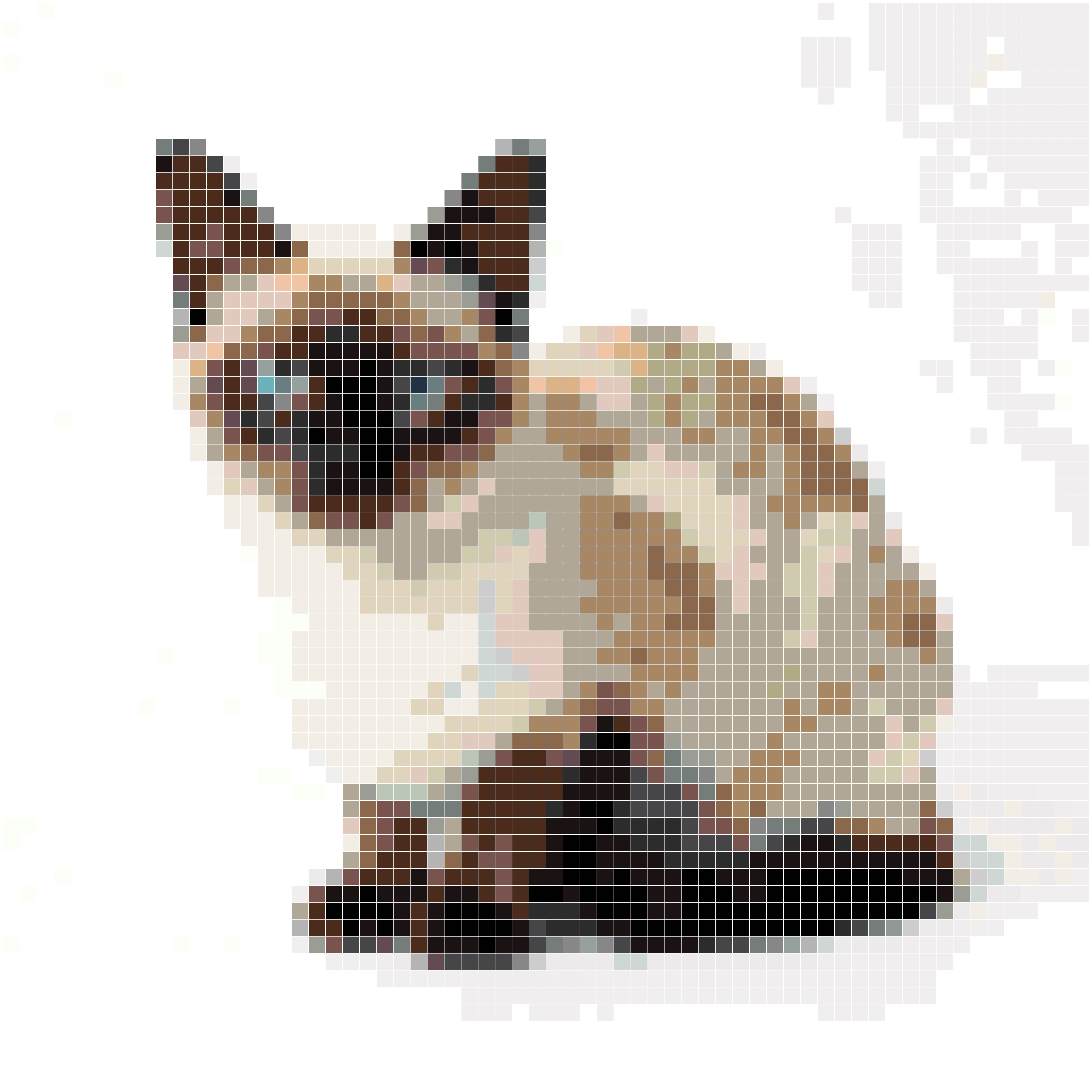 暹罗猫探秘