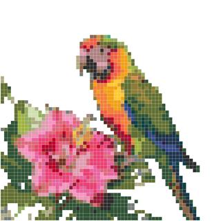 彩色鹦鹉偏花卉
