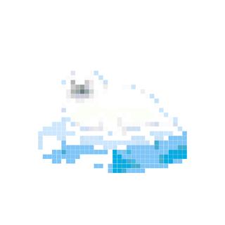 冰块小海豹