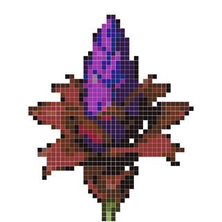 爪哇魔芋