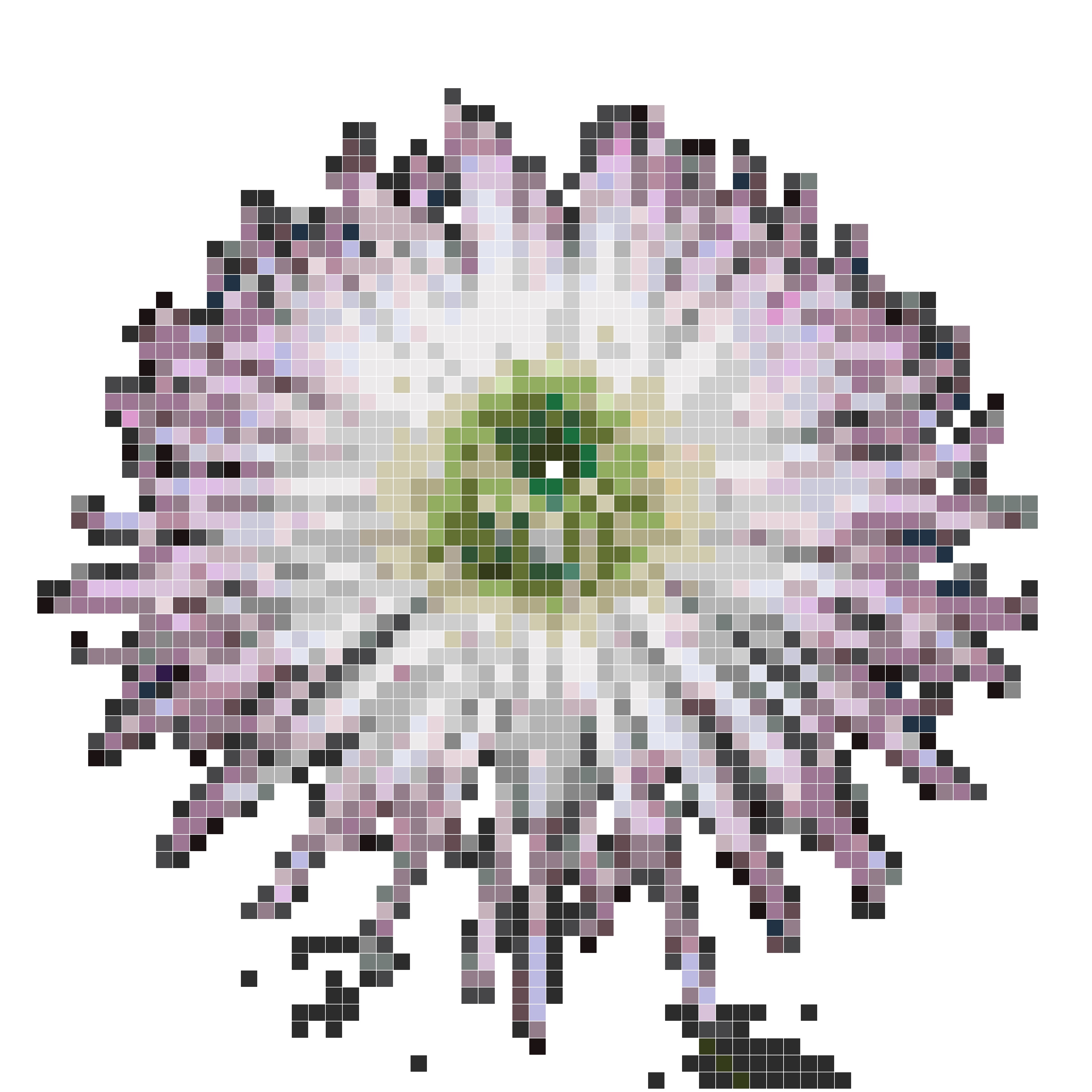 烟花菊