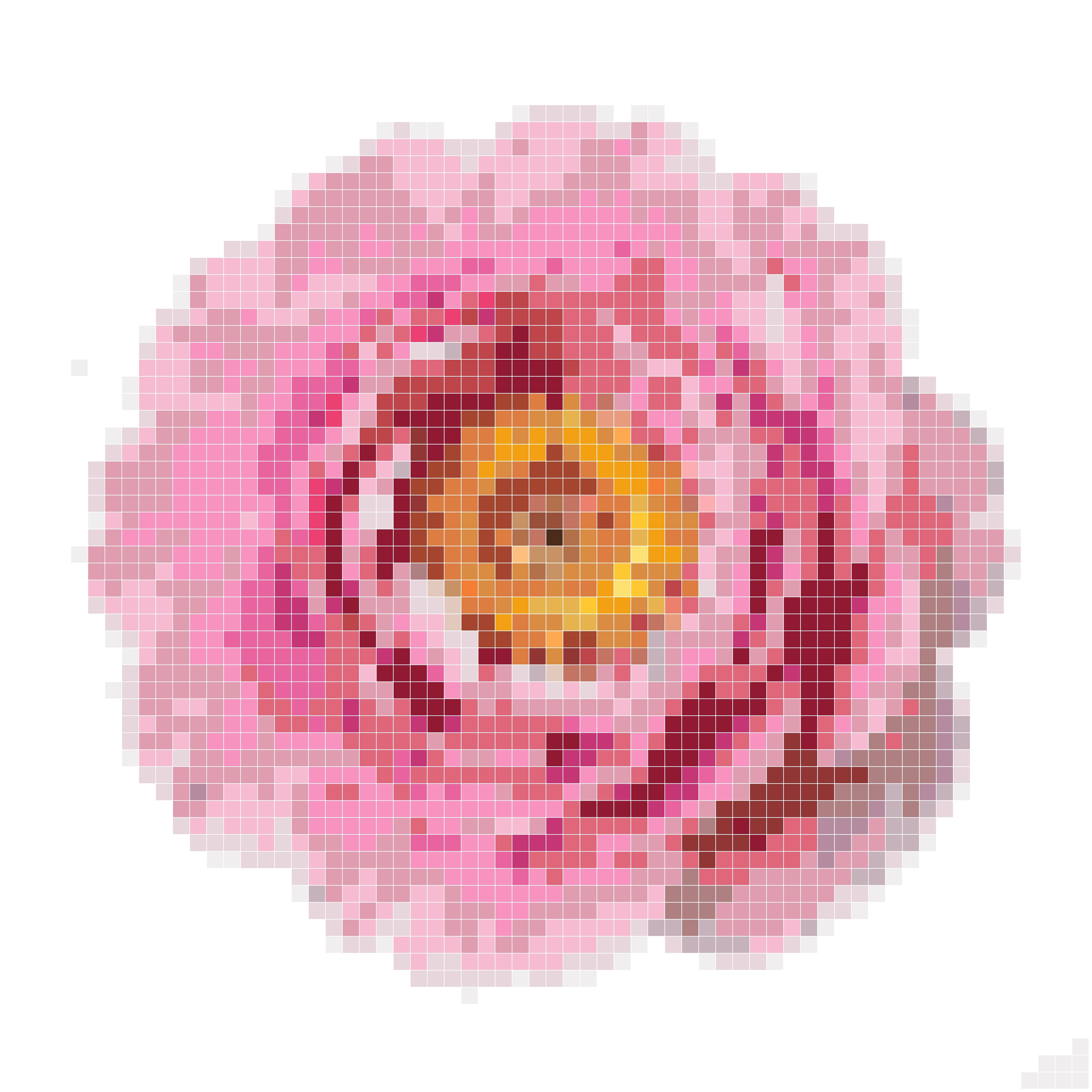 牡丹花