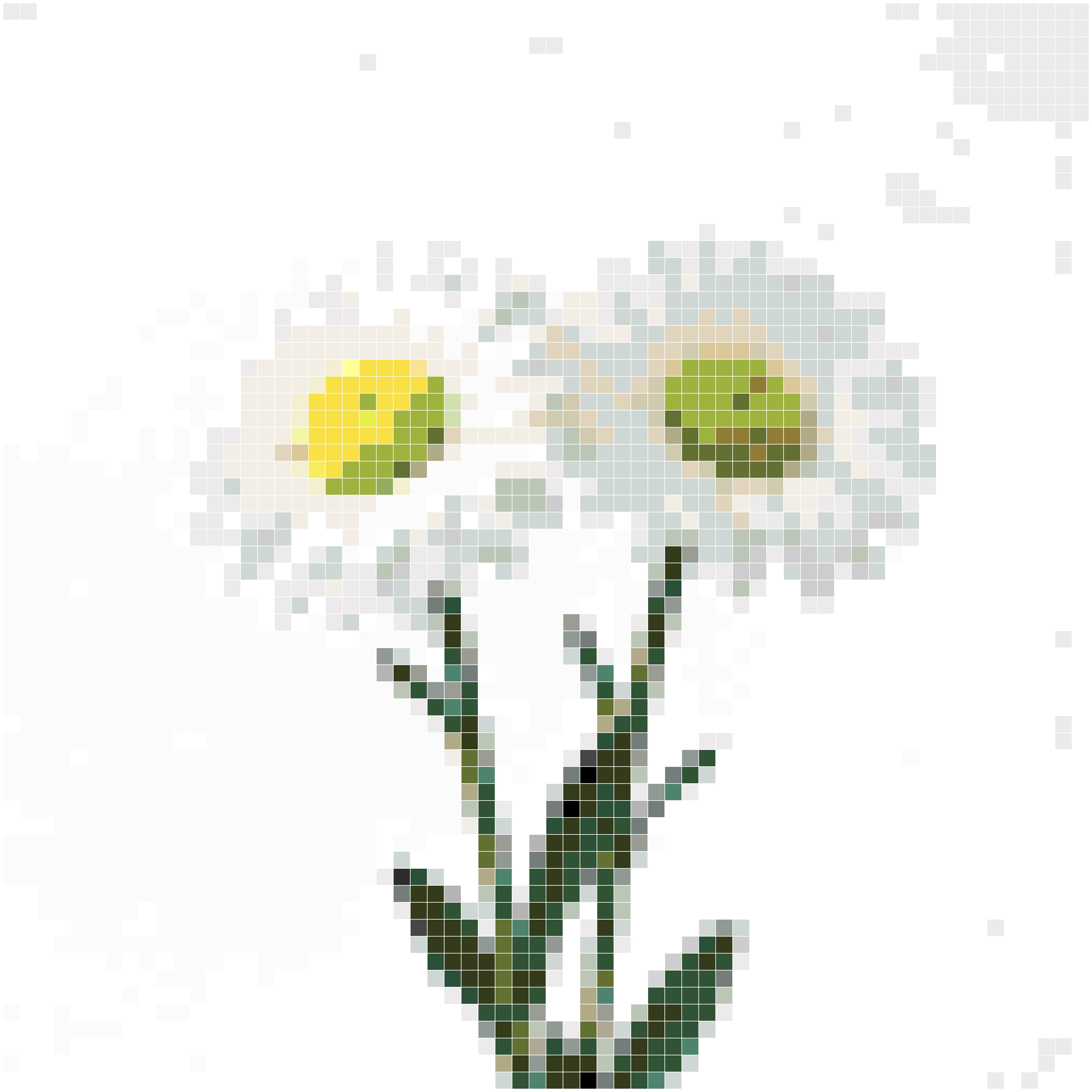 双头雏菊