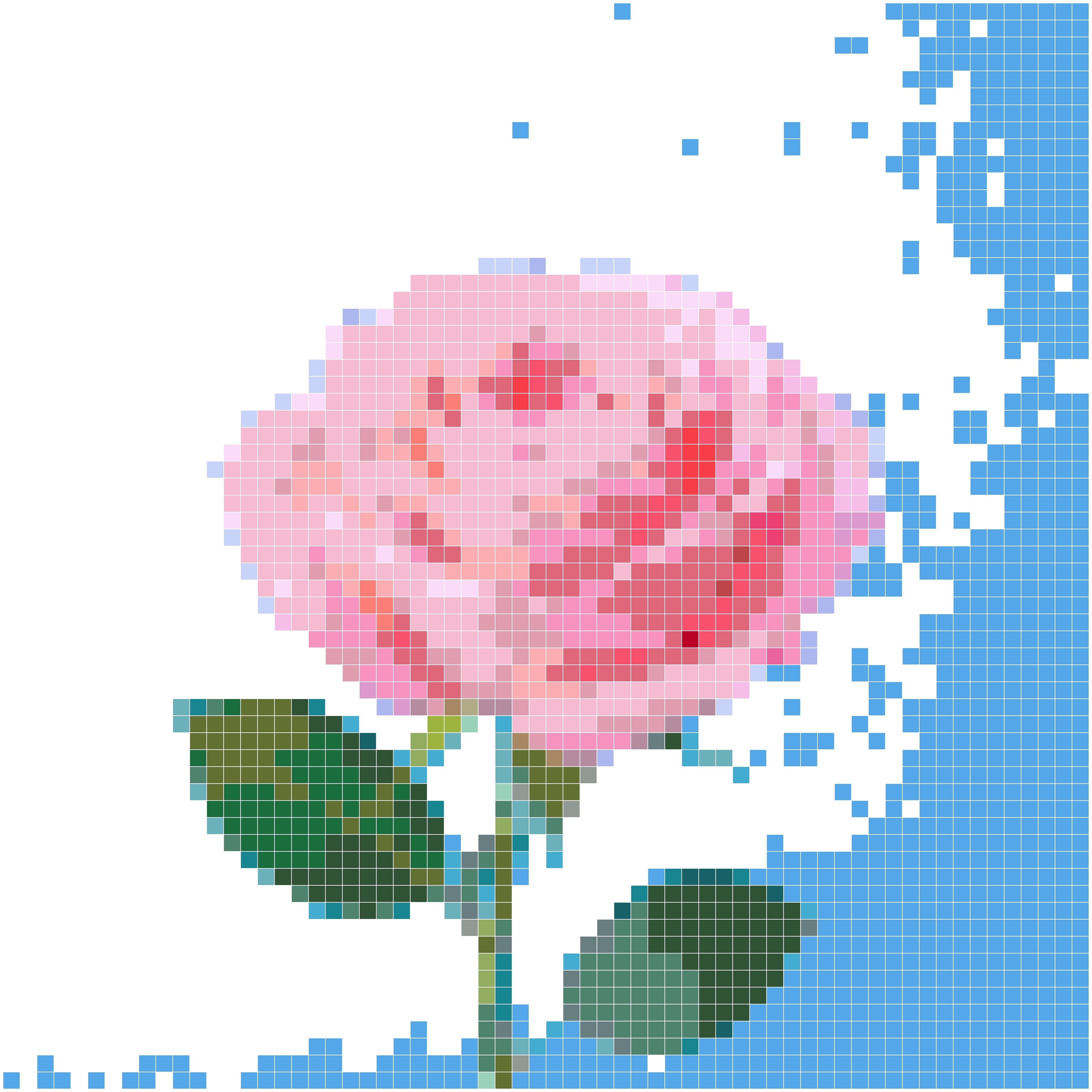 粉色玫瑰花