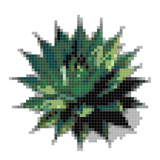 龙舌兰植物刺青风格