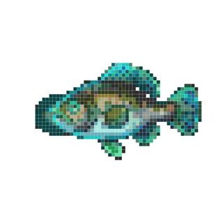 深海琵琶鱼