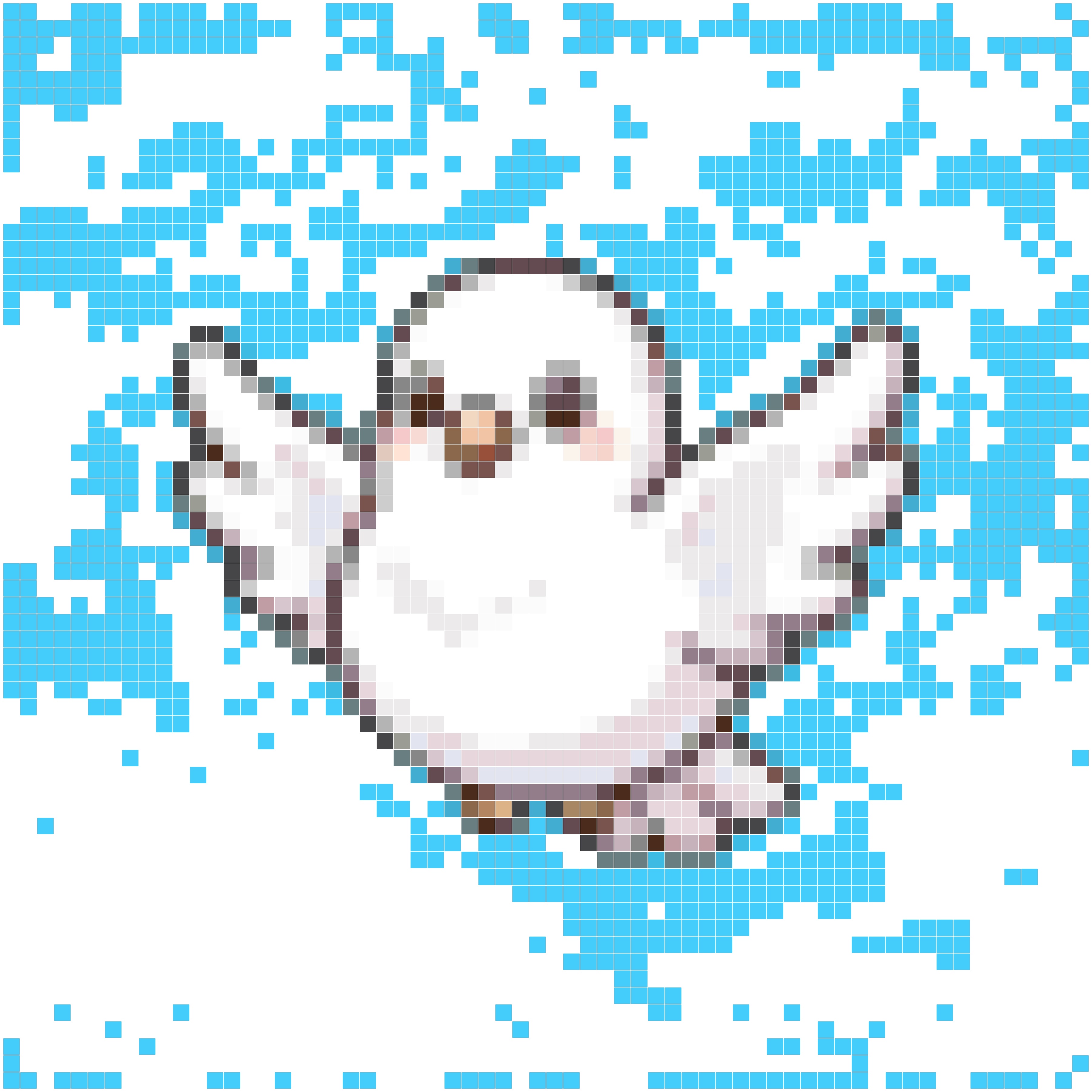 星月白鸽