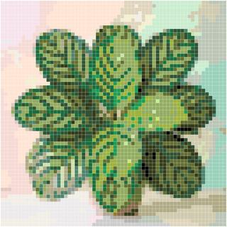 孔雀竹芋