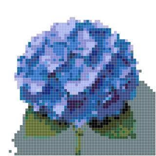 蓝色绣球花