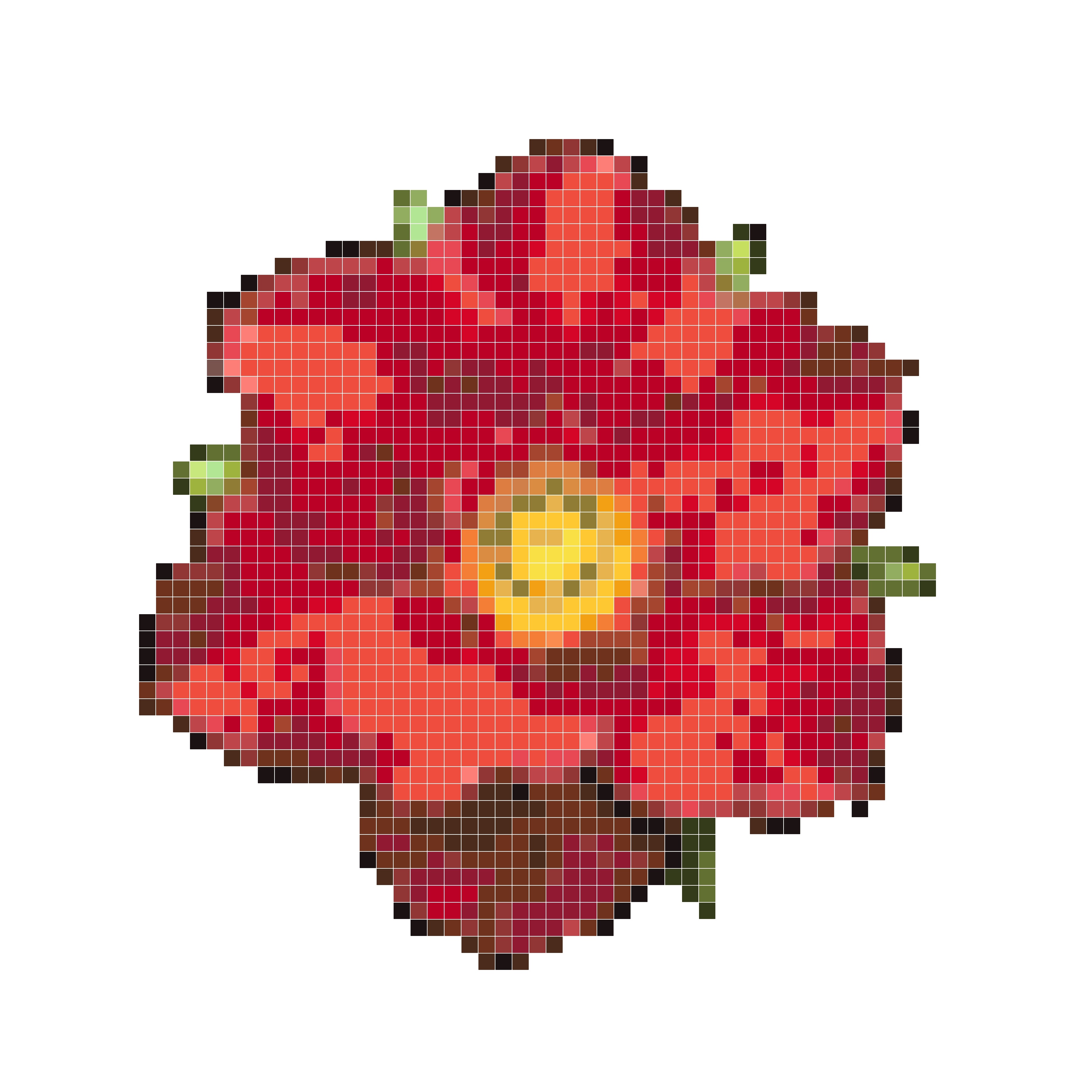 霸王花绽放
