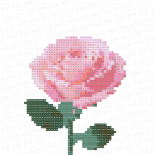 粉色玫瑰花