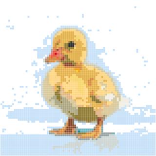 黄色小鸭雏