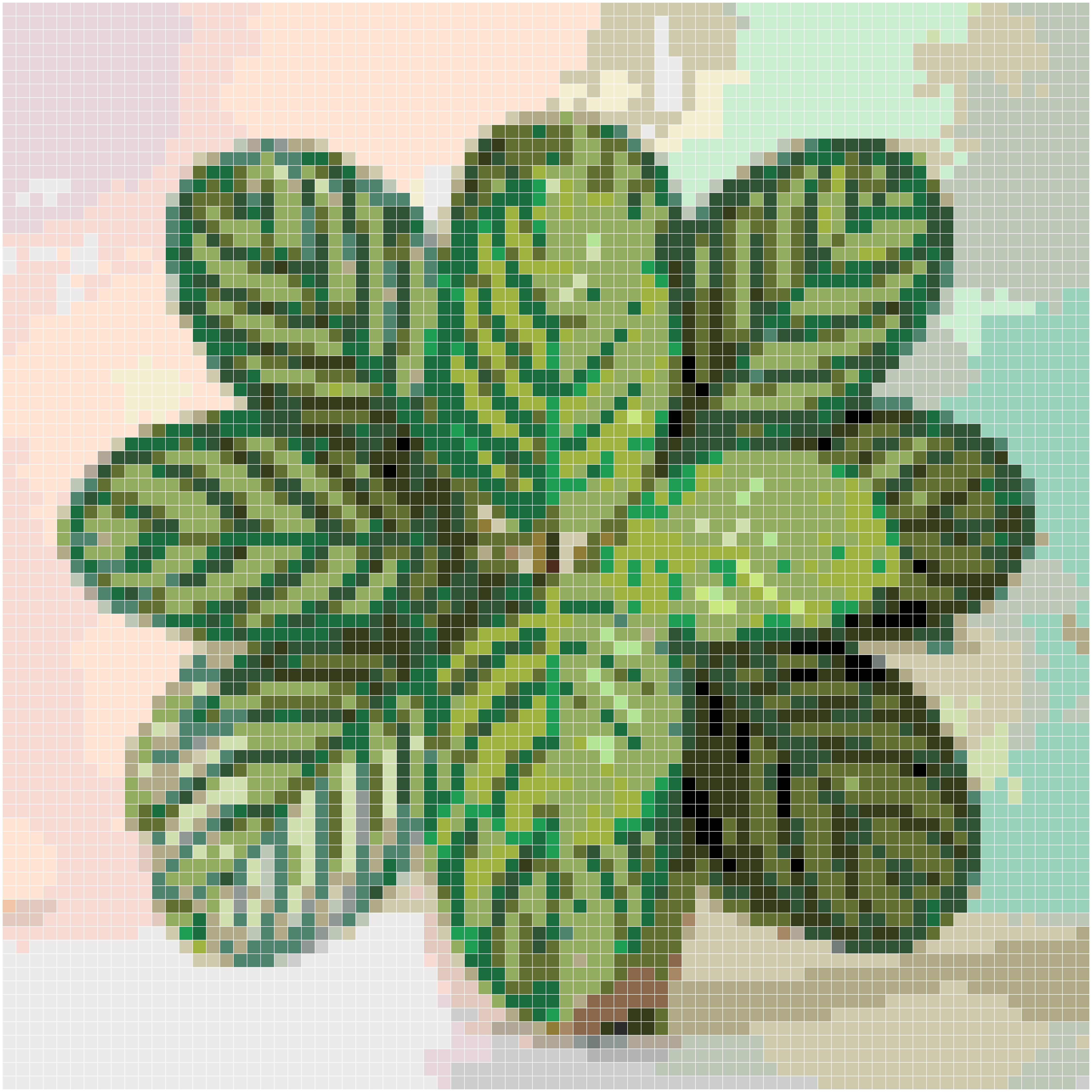 孔雀竹芋