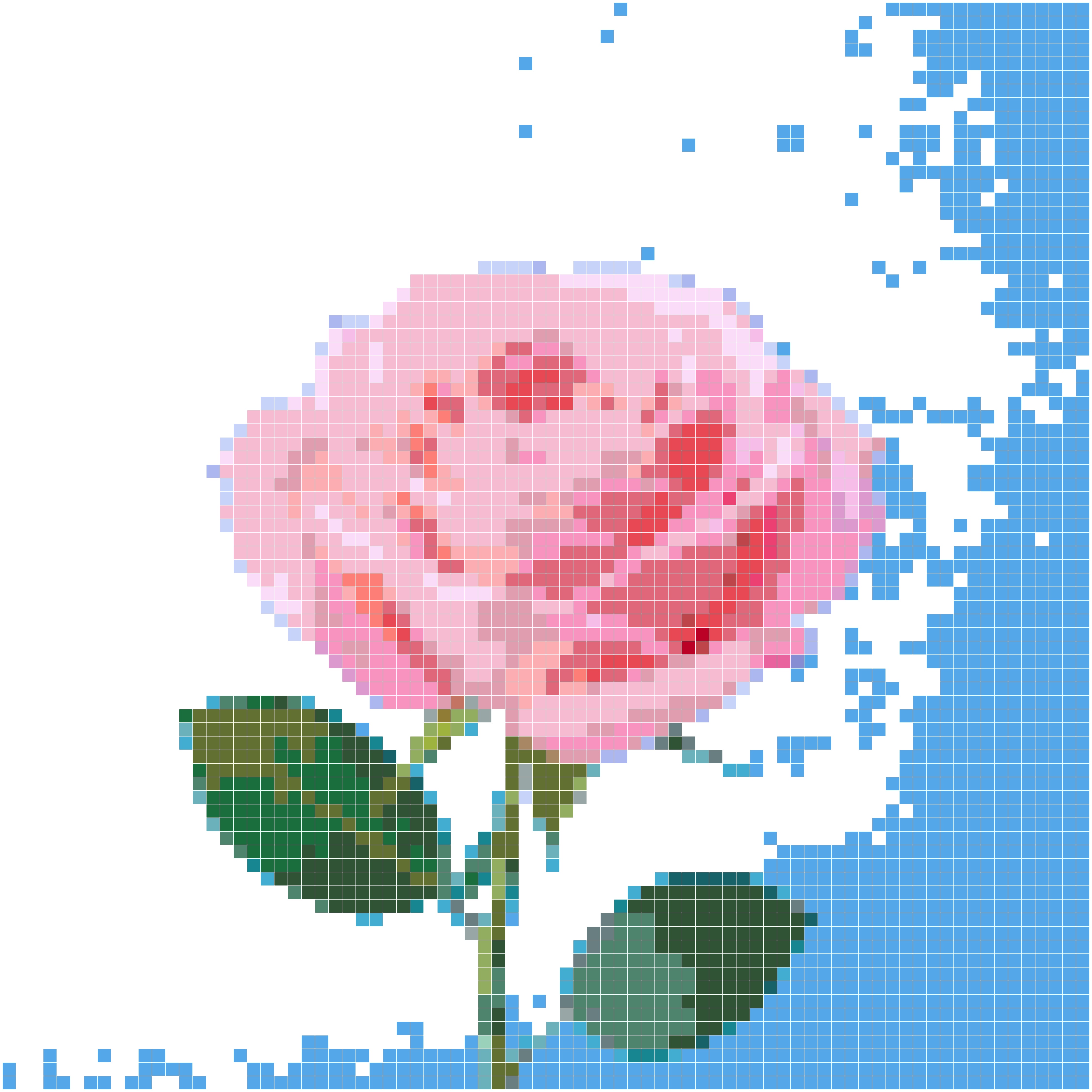 粉色玫瑰花