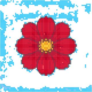 红色波斯菊